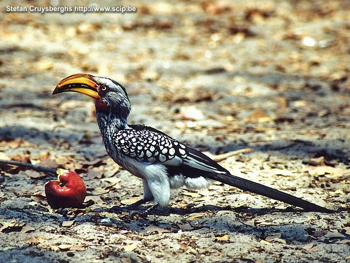 Moremi - Hornbill Een gele snavelbek vogel (yellow horn hornbill) die je veelvuldig tegenkomt in Botswana. Stefan Cruysberghs